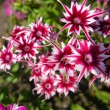 Zvjezdana kiša floksa: sadnja i njega